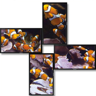 Four Displays featuring clown fish
